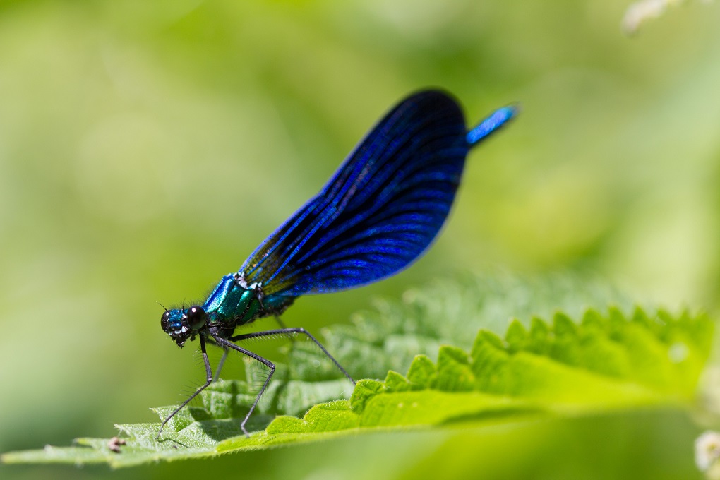 Calopteryx vierge méridional sur une feuille